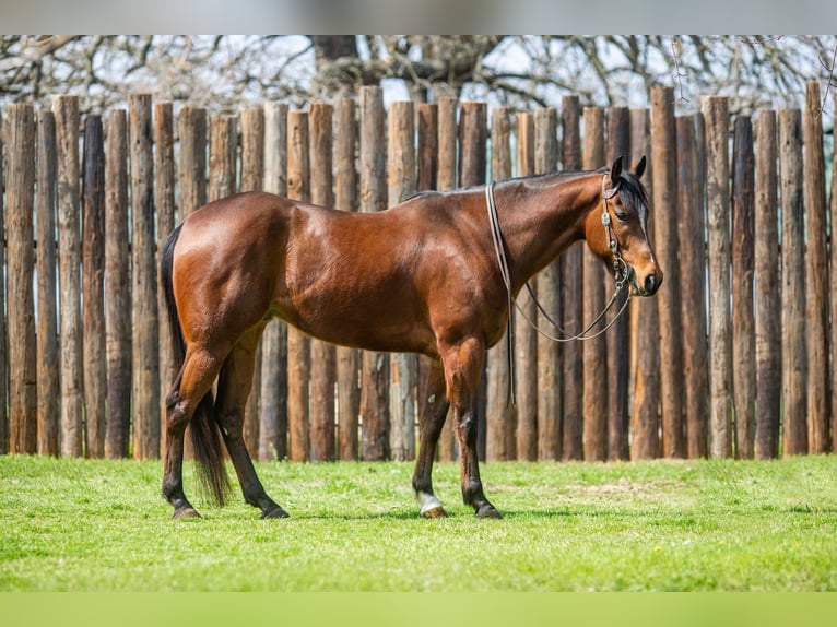 American Quarter Horse Castrone 8 Anni 163 cm Baio ciliegia in Weatherford TX