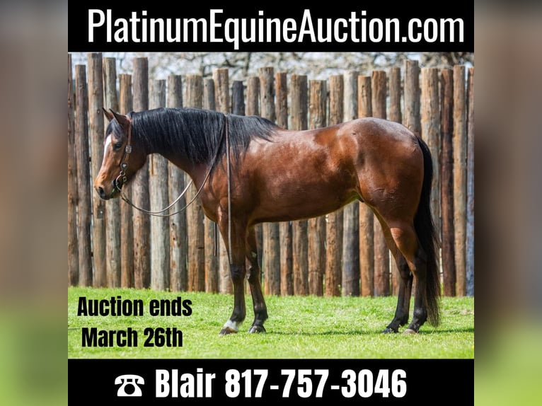 American Quarter Horse Castrone 8 Anni 163 cm Baio ciliegia in Weatherford TX