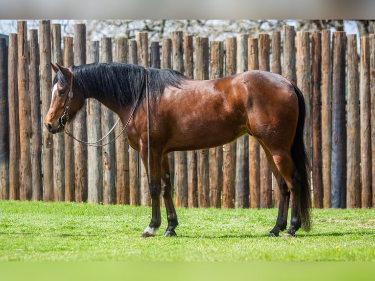 American Quarter Horse Castrone 8 Anni 163 cm Baio ciliegia in Weatherford TX