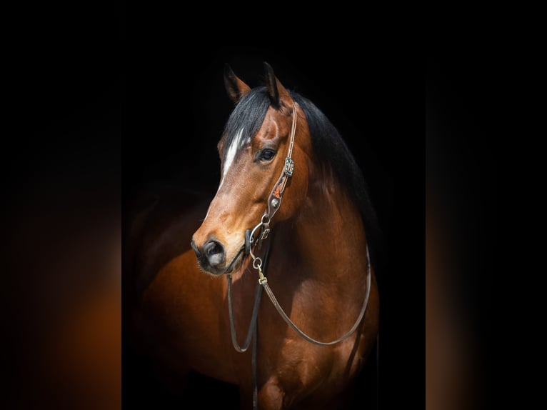 American Quarter Horse Castrone 8 Anni 163 cm Baio ciliegia in Weatherford TX