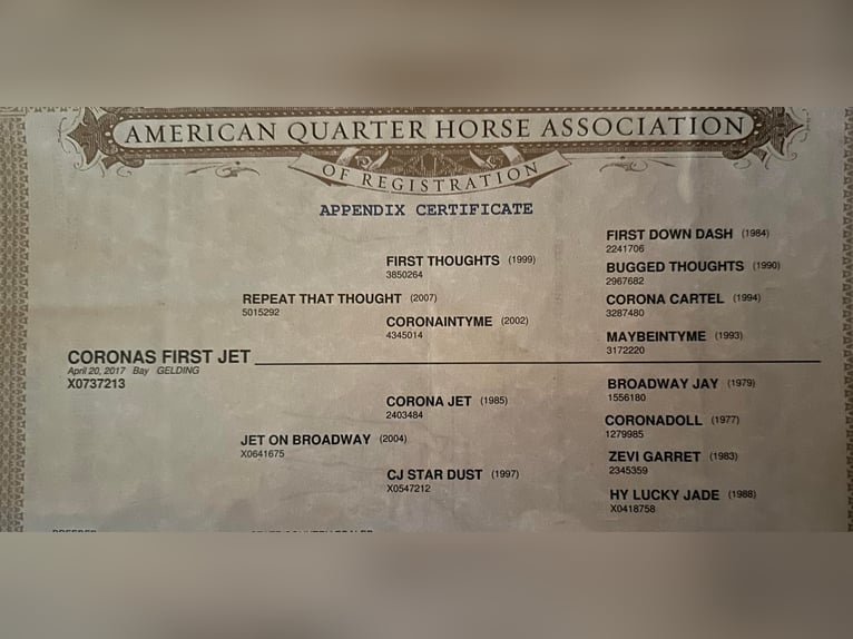 American Quarter Horse Castrone 8 Anni 163 cm Baio ciliegia in Weatherford TX