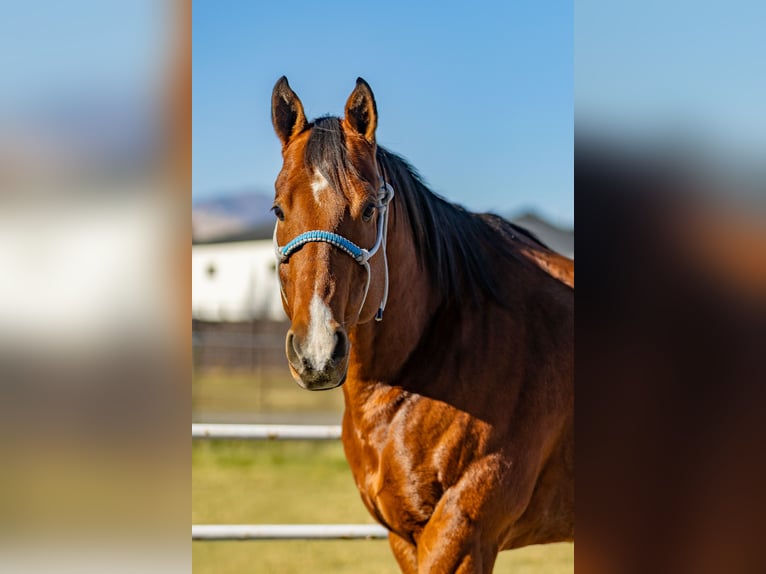 American Quarter Horse Castrone 8 Anni 163 cm Baio ciliegia in Riverton