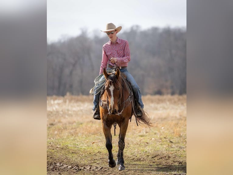 American Quarter Horse Castrone 8 Anni 163 cm Baio ciliegia in Auburn, KY