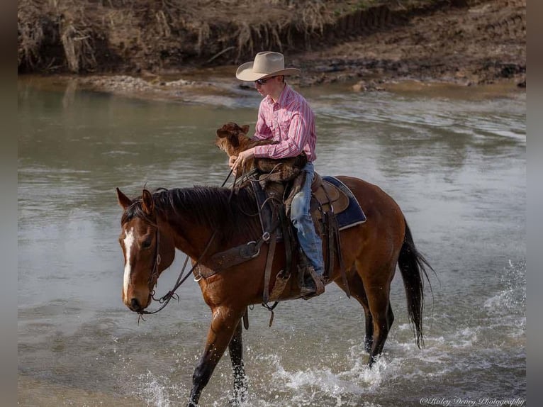 American Quarter Horse Castrone 8 Anni 163 cm Baio ciliegia in Auburn, KY