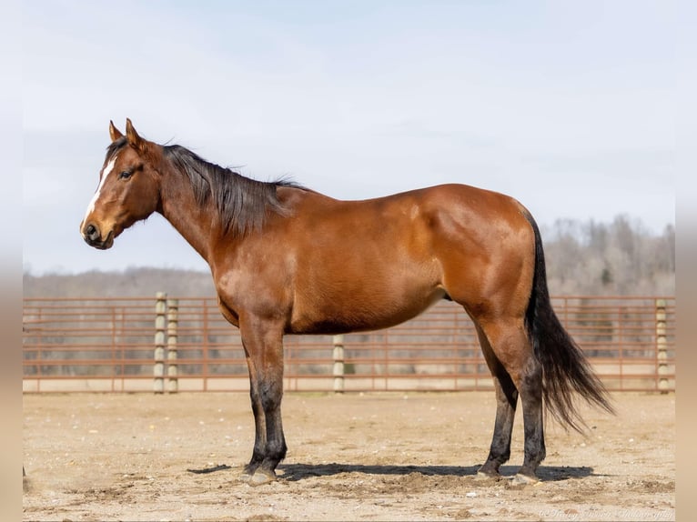 American Quarter Horse Castrone 8 Anni 163 cm Baio ciliegia in Auburn, KY