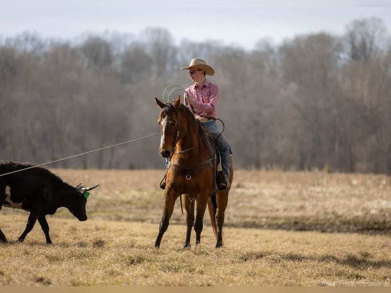 American Quarter Horse Castrone 8 Anni 163 cm Baio ciliegia in Auburn, KY