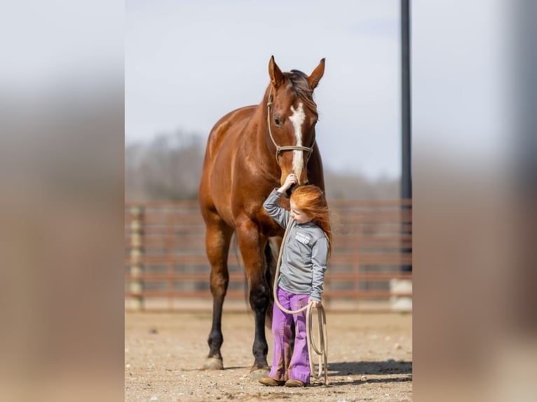 American Quarter Horse Castrone 8 Anni 163 cm Baio ciliegia in Auburn, KY