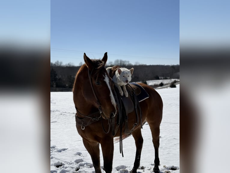 American Quarter Horse Castrone 8 Anni 163 cm Baio ciliegia in Auburn, KY