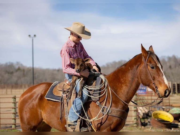 American Quarter Horse Castrone 8 Anni 163 cm Baio ciliegia in Auburn, KY