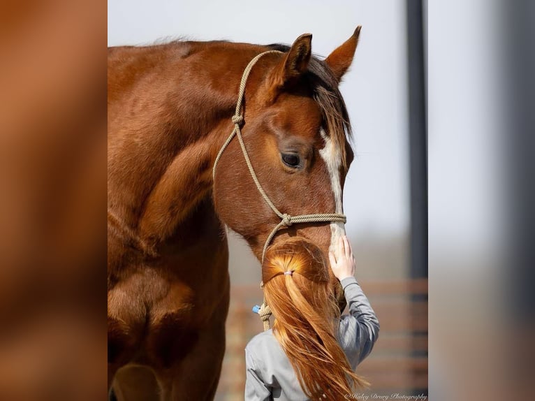 American Quarter Horse Castrone 8 Anni 163 cm Baio ciliegia in Auburn, KY