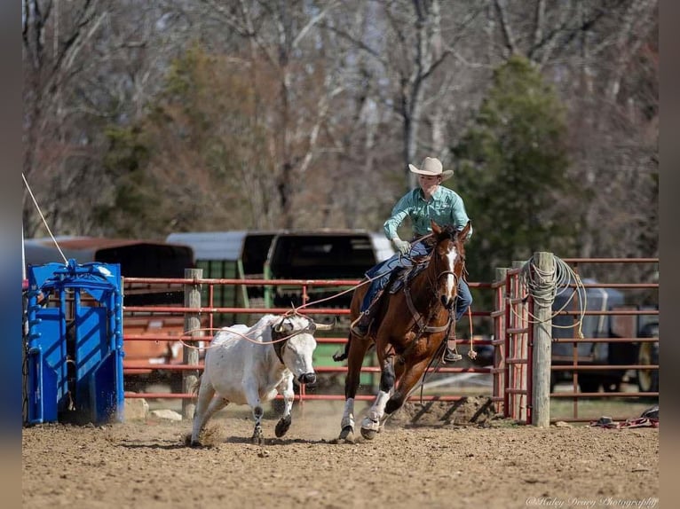 American Quarter Horse Castrone 8 Anni 163 cm Baio ciliegia in Auburn, KY