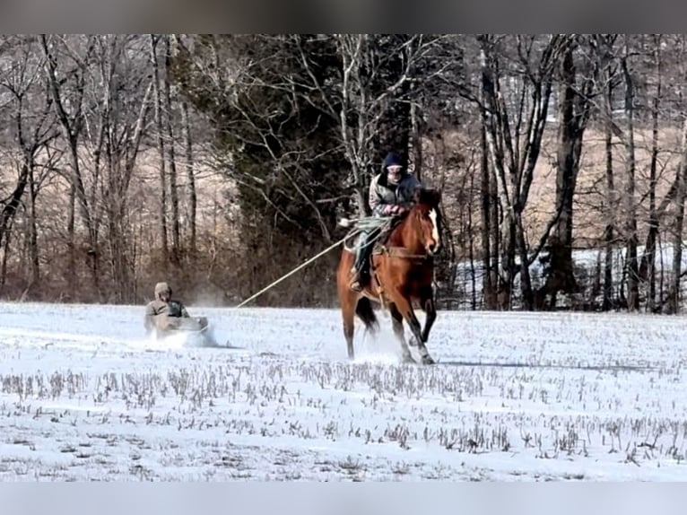 American Quarter Horse Castrone 8 Anni 163 cm Baio ciliegia in Auburn, KY