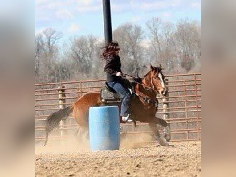 American Quarter Horse Castrone 8 Anni 163 cm Baio ciliegia in Auburn, KY