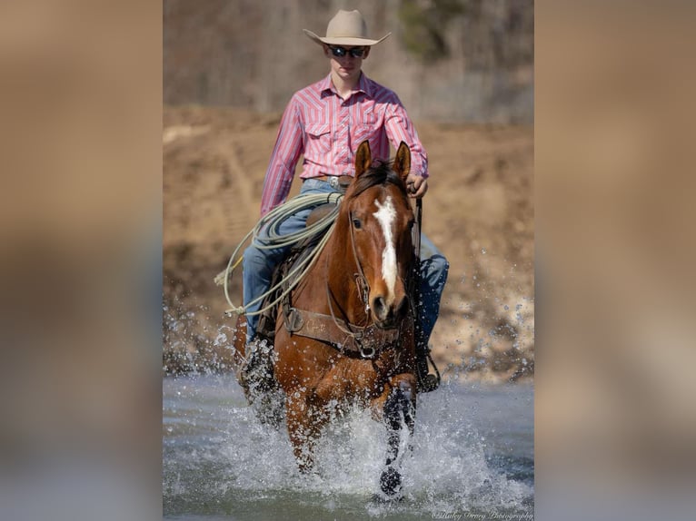 American Quarter Horse Castrone 8 Anni 163 cm Baio ciliegia in Auburn, KY