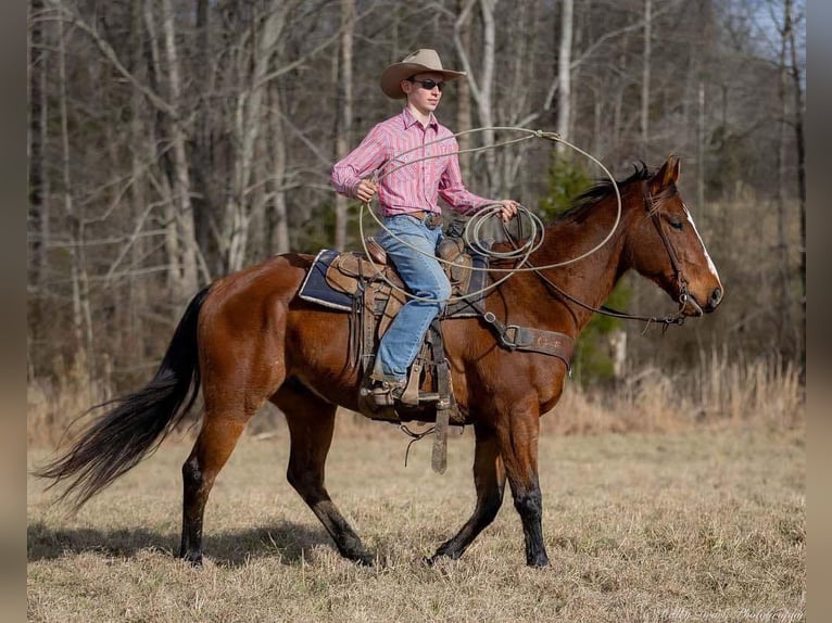 American Quarter Horse Castrone 8 Anni 163 cm Baio ciliegia in Auburn, KY