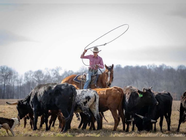 American Quarter Horse Castrone 8 Anni 163 cm Baio ciliegia in Auburn, KY