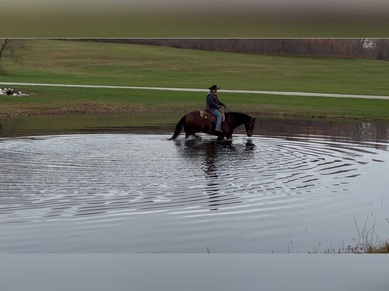 American Quarter Horse Castrone 8 Anni 163 cm Baio ciliegia in Henderson, KY