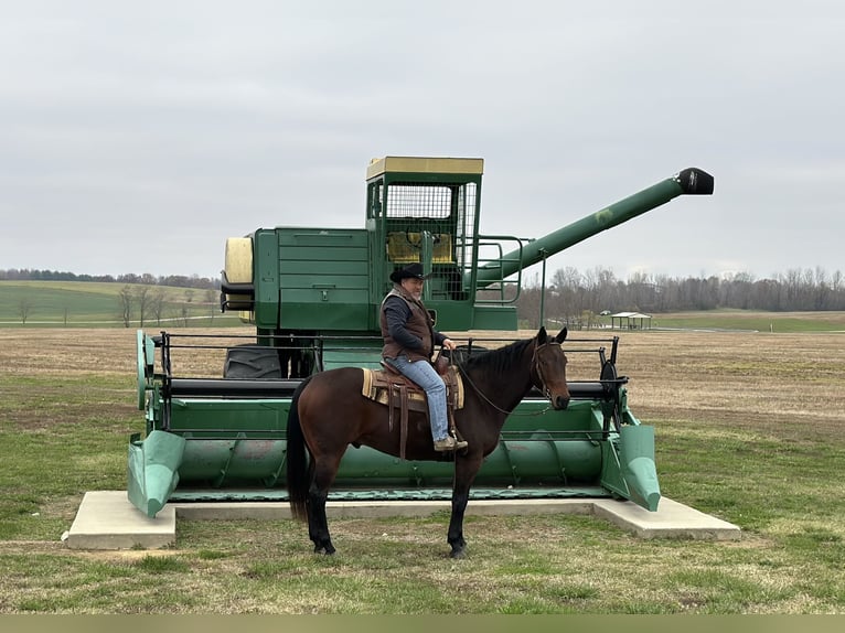 American Quarter Horse Castrone 8 Anni 163 cm Baio ciliegia in Henderson, KY