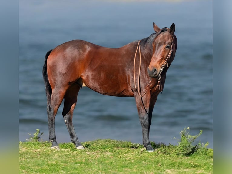 American Quarter Horse Castrone 8 Anni 163 cm Baio ciliegia in Henderson, KY