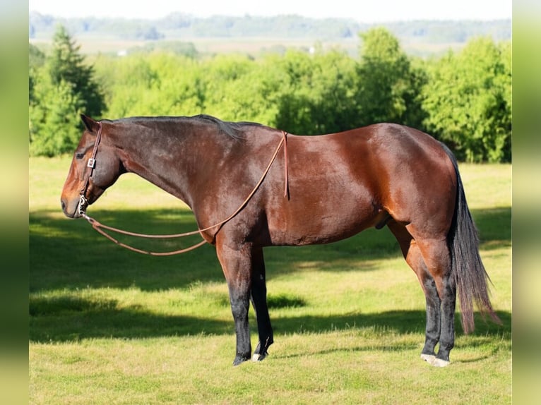 American Quarter Horse Castrone 8 Anni 163 cm Baio ciliegia in Henderson, KY