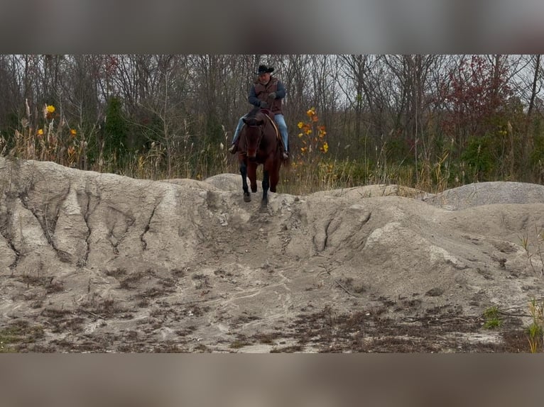 American Quarter Horse Castrone 8 Anni 163 cm Baio ciliegia in Henderson, KY