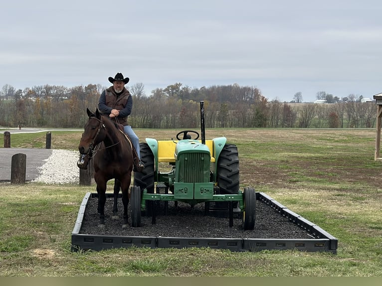 American Quarter Horse Castrone 8 Anni 163 cm Baio ciliegia in Henderson, KY