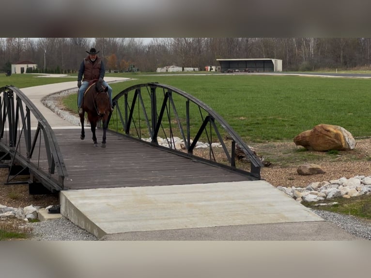 American Quarter Horse Castrone 8 Anni 163 cm Baio ciliegia in Henderson, KY