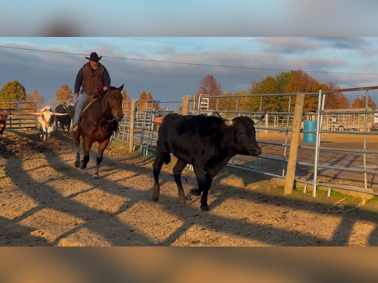 American Quarter Horse Castrone 8 Anni 163 cm Baio ciliegia in Henderson, KY