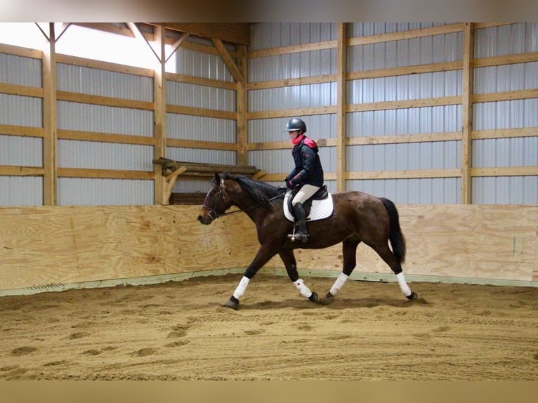 American Quarter Horse Castrone 8 Anni 163 cm Baio roano in Howell MI