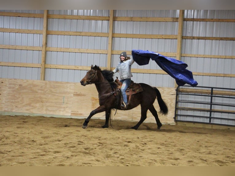 American Quarter Horse Castrone 8 Anni 163 cm Baio roano in Howell MI