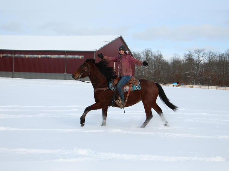 American Quarter Horse Castrone 8 Anni 163 cm Baio roano in Howell MI