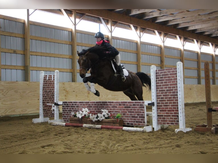 American Quarter Horse Castrone 8 Anni 163 cm Baio roano in Howell MI