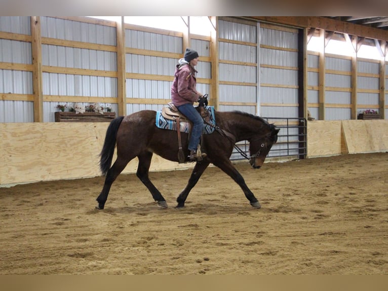 American Quarter Horse Castrone 8 Anni 163 cm Baio roano in Howell MI