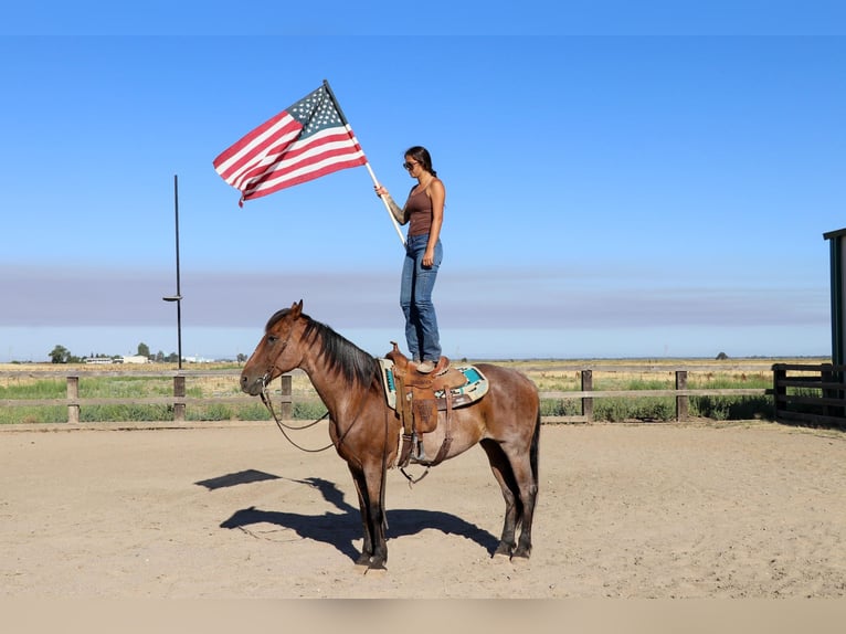 American Quarter Horse Castrone 8 Anni 163 cm Baio roano in Pleasant Grove CA