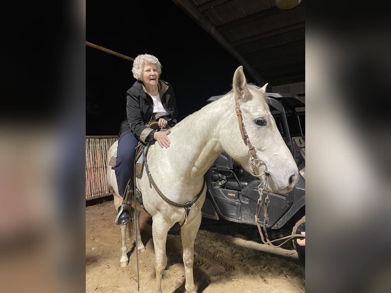 American Quarter Horse Castrone 8 Anni 163 cm Grigio in Defuniak Springs Florida