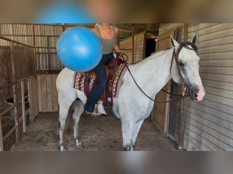 American Quarter Horse Mix Castrone 8 Anni 163 cm Grigio pezzato in Killeen, TX