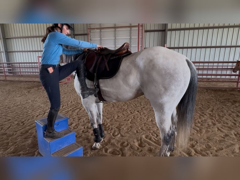 American Quarter Horse Mix Castrone 8 Anni 163 cm Grigio pezzato in Killeen, TX