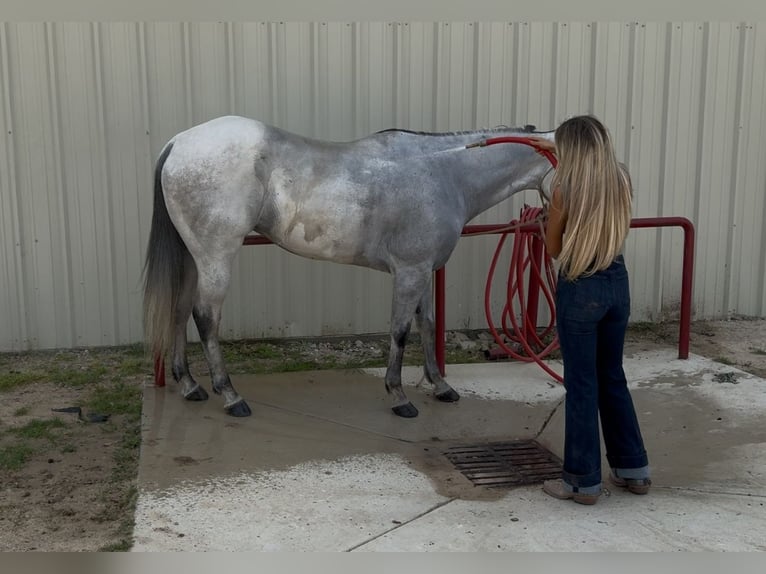 American Quarter Horse Mix Castrone 8 Anni 163 cm Grigio pezzato in Killeen, TX