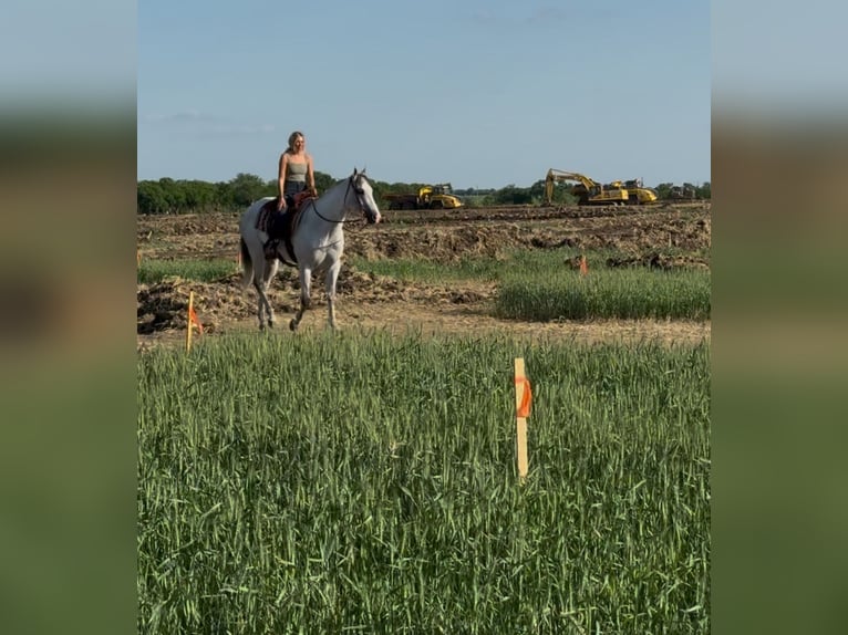 American Quarter Horse Mix Castrone 8 Anni 163 cm Grigio pezzato in Killeen, TX