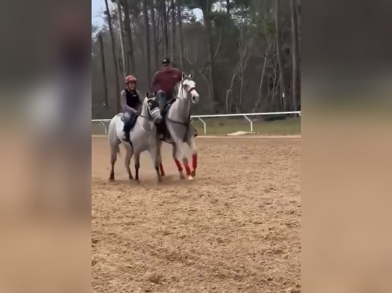 American Quarter Horse Mix Castrone 8 Anni 163 cm Grigio pezzato in Killeen, TX