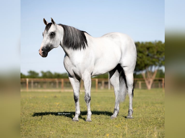 American Quarter Horse Mix Castrone 8 Anni 163 cm Grigio pezzato in Killeen, TX