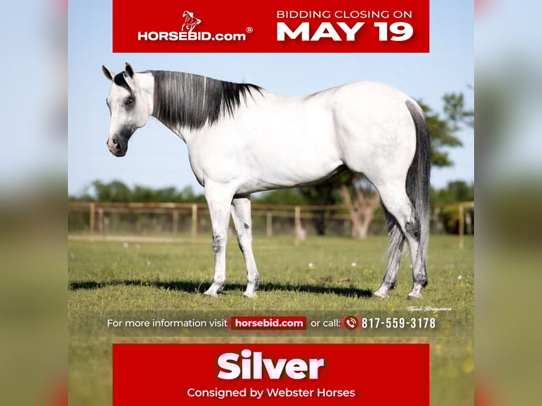 American Quarter Horse Mix Castrone 8 Anni 163 cm Grigio pezzato in Killeen, TX