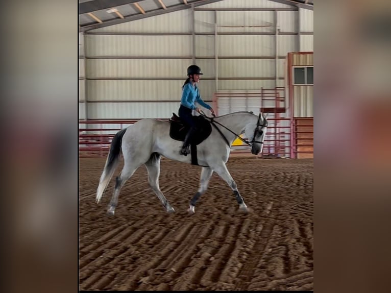 American Quarter Horse Mix Castrone 8 Anni 163 cm Grigio pezzato in Killeen, TX