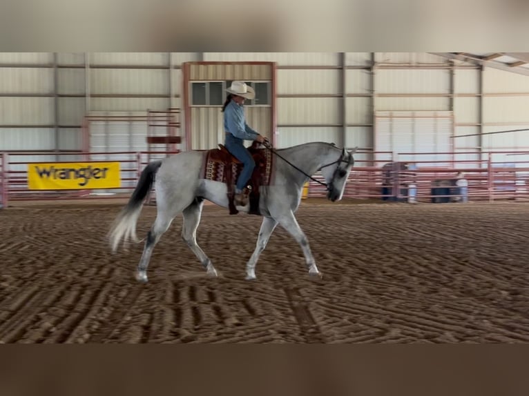 American Quarter Horse Mix Castrone 8 Anni 163 cm Grigio pezzato in Killeen, TX