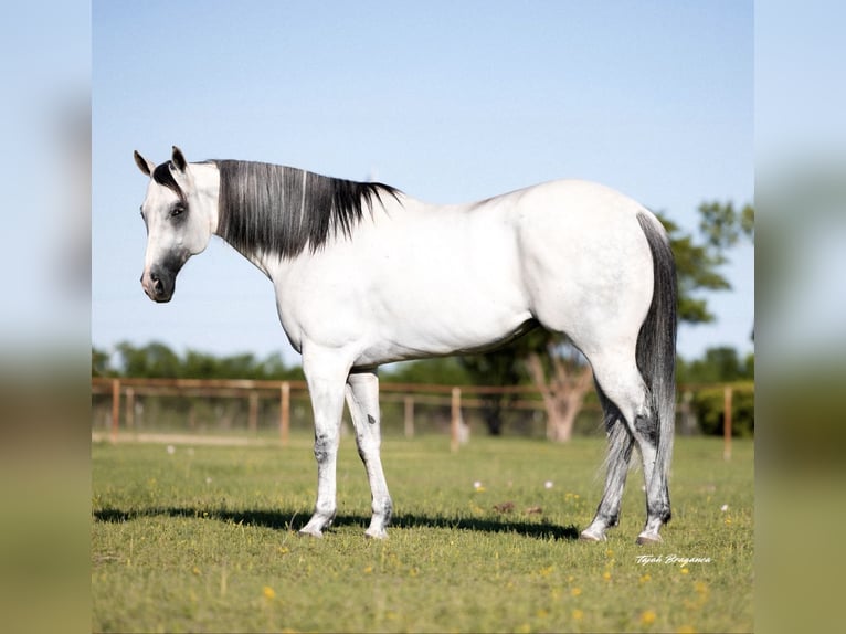 American Quarter Horse Mix Castrone 8 Anni 163 cm Grigio pezzato in Killeen, TX