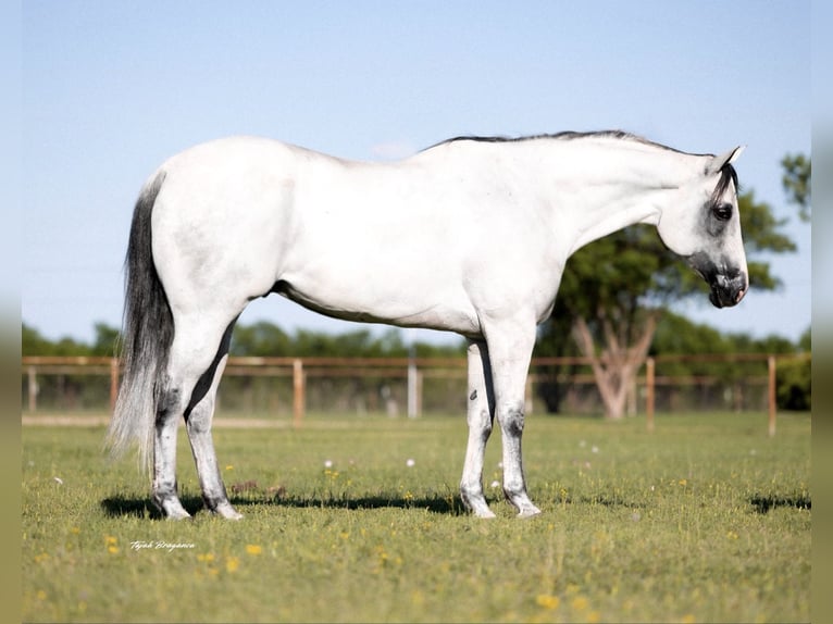 American Quarter Horse Mix Castrone 8 Anni 163 cm Grigio pezzato in Killeen, TX