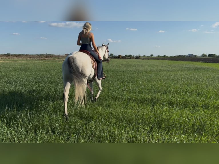 American Quarter Horse Mix Castrone 8 Anni 163 cm Grigio pezzato in Killeen, TX