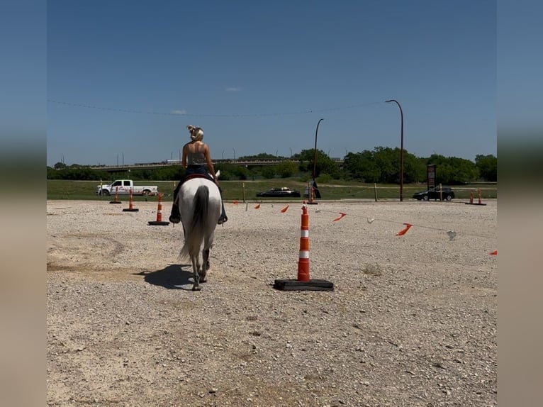 American Quarter Horse Mix Castrone 8 Anni 163 cm Grigio pezzato in Killeen, TX