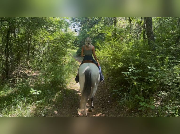 American Quarter Horse Mix Castrone 8 Anni 163 cm Grigio pezzato in Killeen, TX