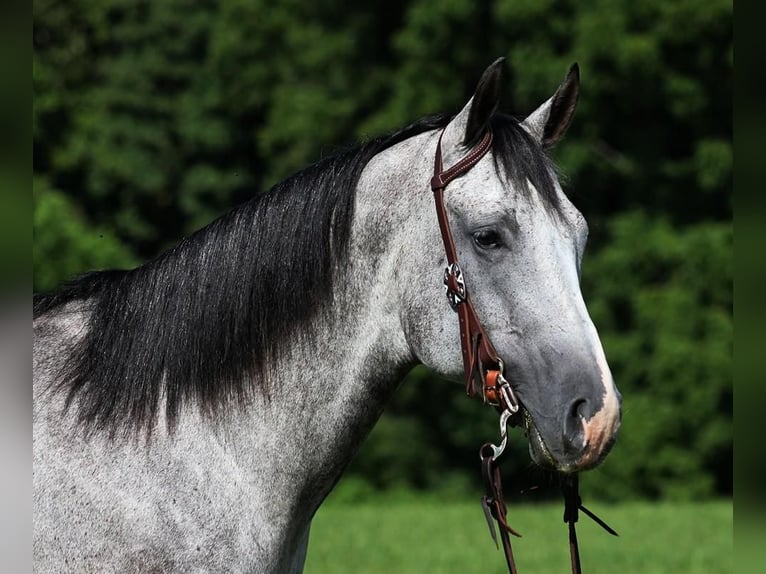 American Quarter Horse Castrone 8 Anni 163 cm Grigio pezzato in Mount Vernon, KY